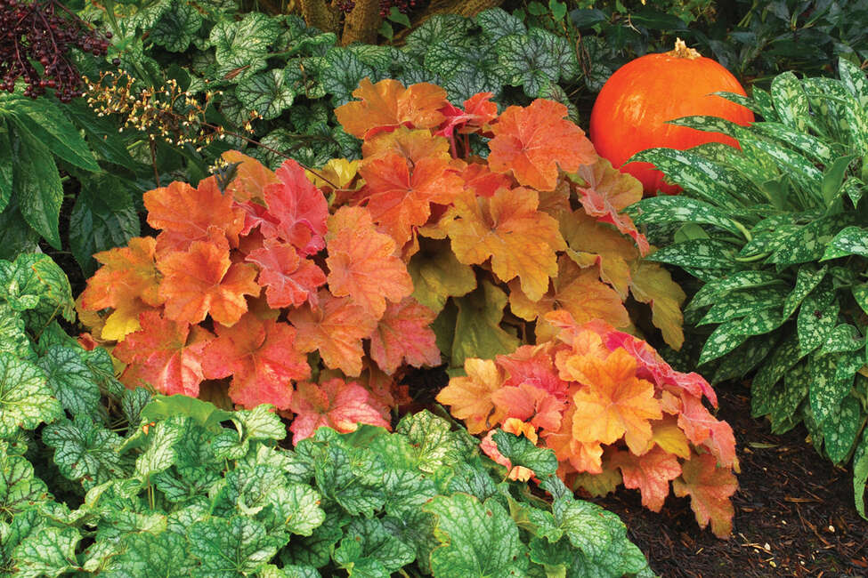 The 7 best coral bells for your garden