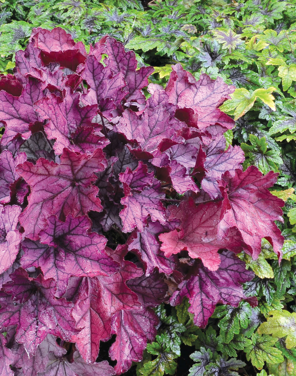 The 7 Best Coral Bells For Your Garden   1200x0 