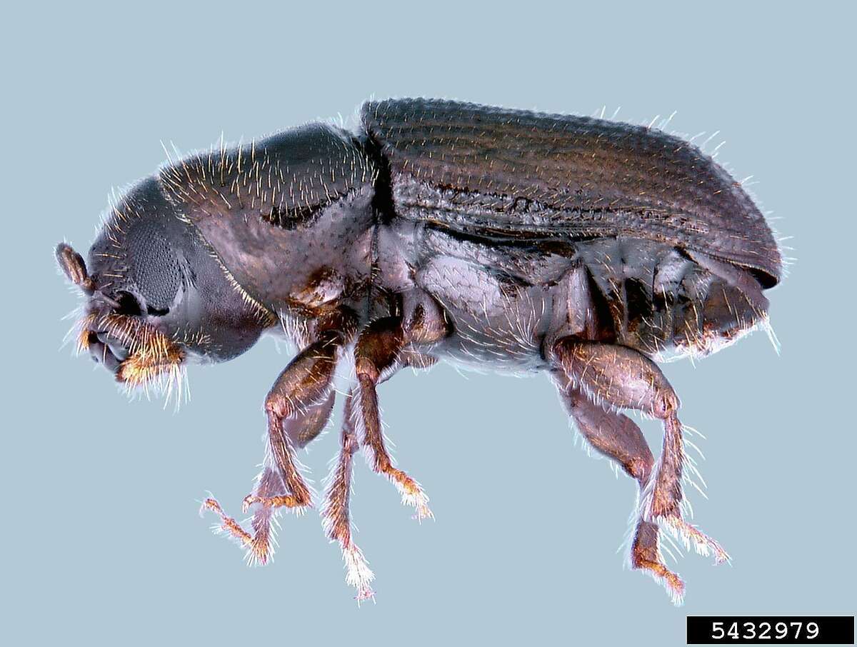 The Southern Pine Beetle is about 2 millimeters long and it's nearly blind.