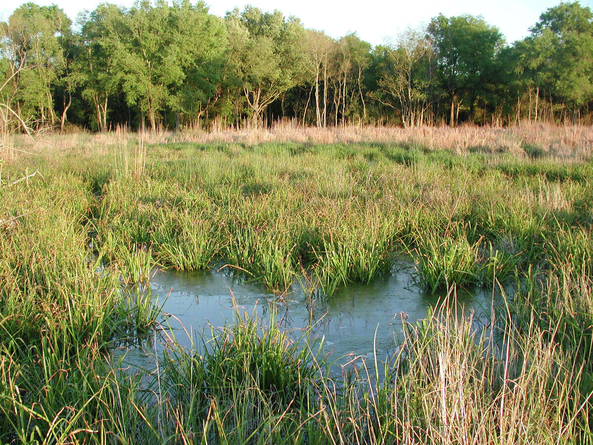 ﻿More than 38,000 acres of wetlands, like this one at Armand Bayou Nature Center in southeast Harris County, have vanished in the Houston area in the past 20 years.