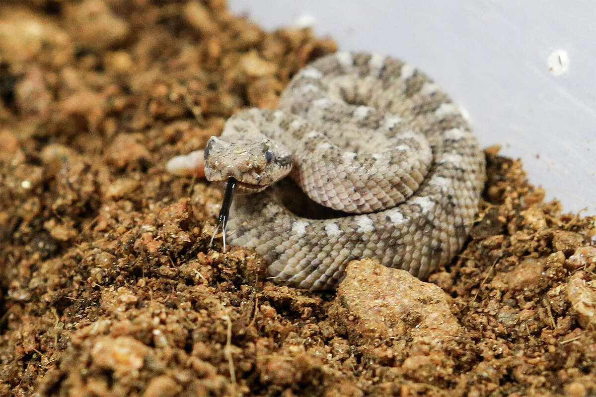 Baby rattlers, rare vipers hatch at zoo