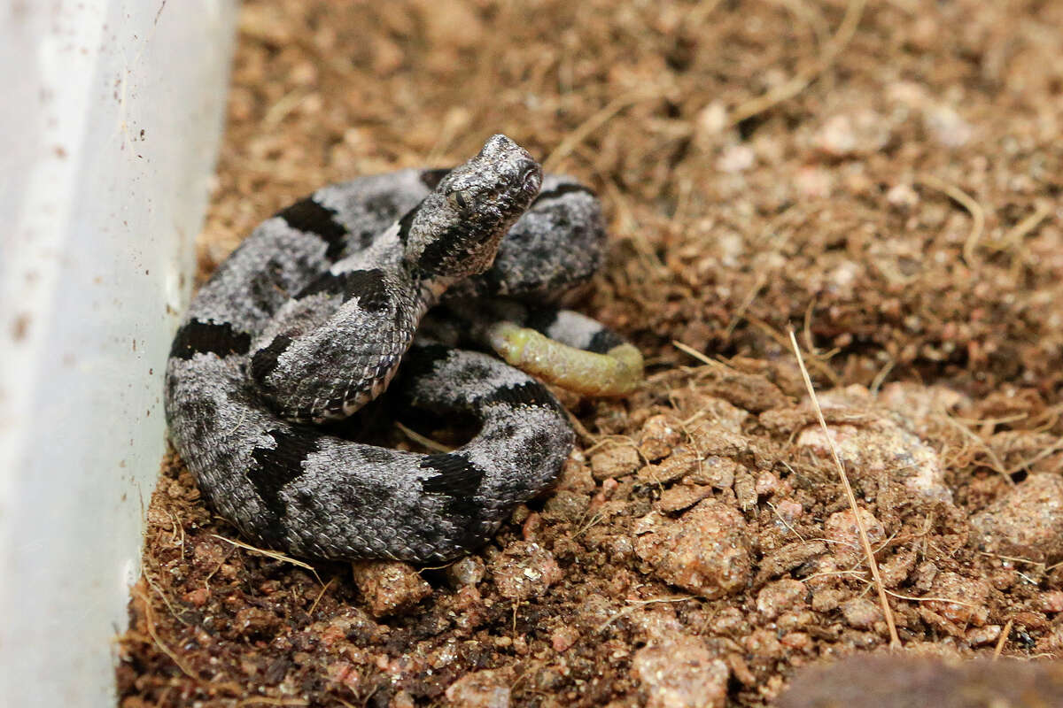 baby-rattlers-rare-vipers-hatch-at-zoo