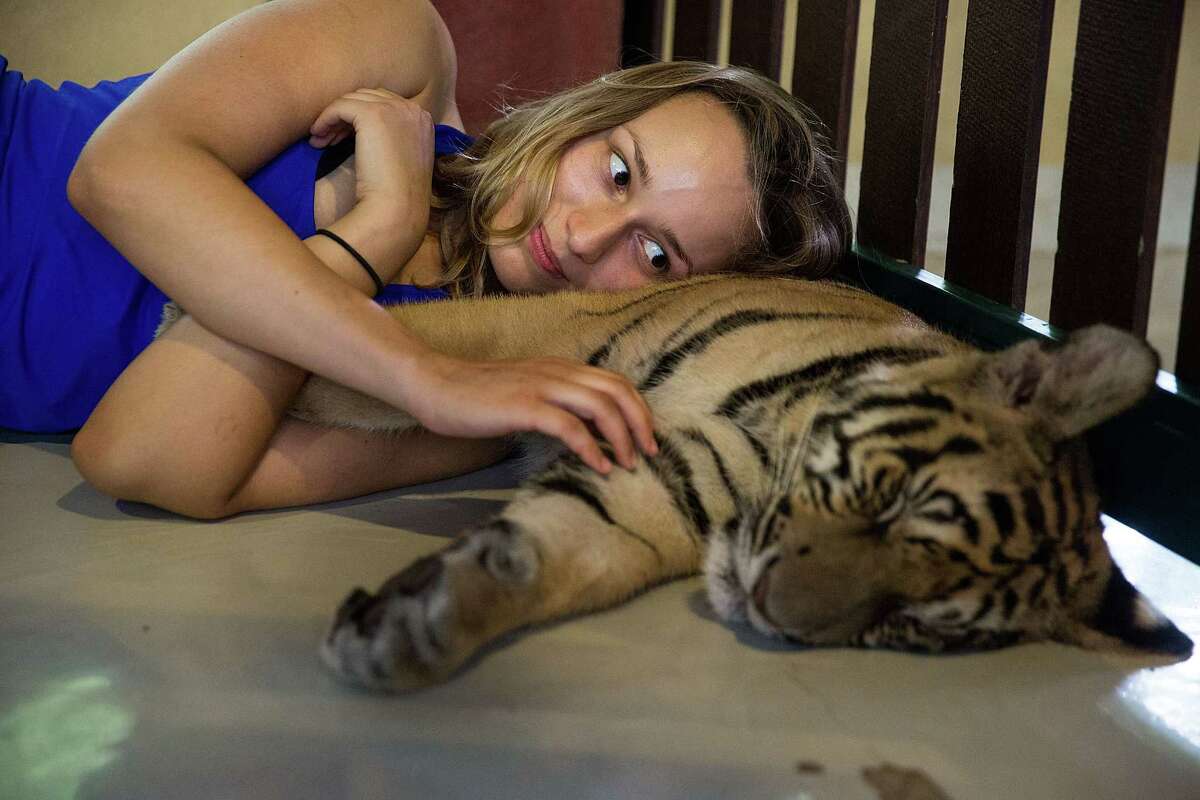  A tourist lies on a sleeping tiger's belly on July 29, 2015 in Mae Rim, Thailand. Face painting and celebrations marked International Tiger Day at Tiger Kingdom where tourists can pay to pet tigers and pose for photos. (Photo by Taylor Weidman/Getty Images)