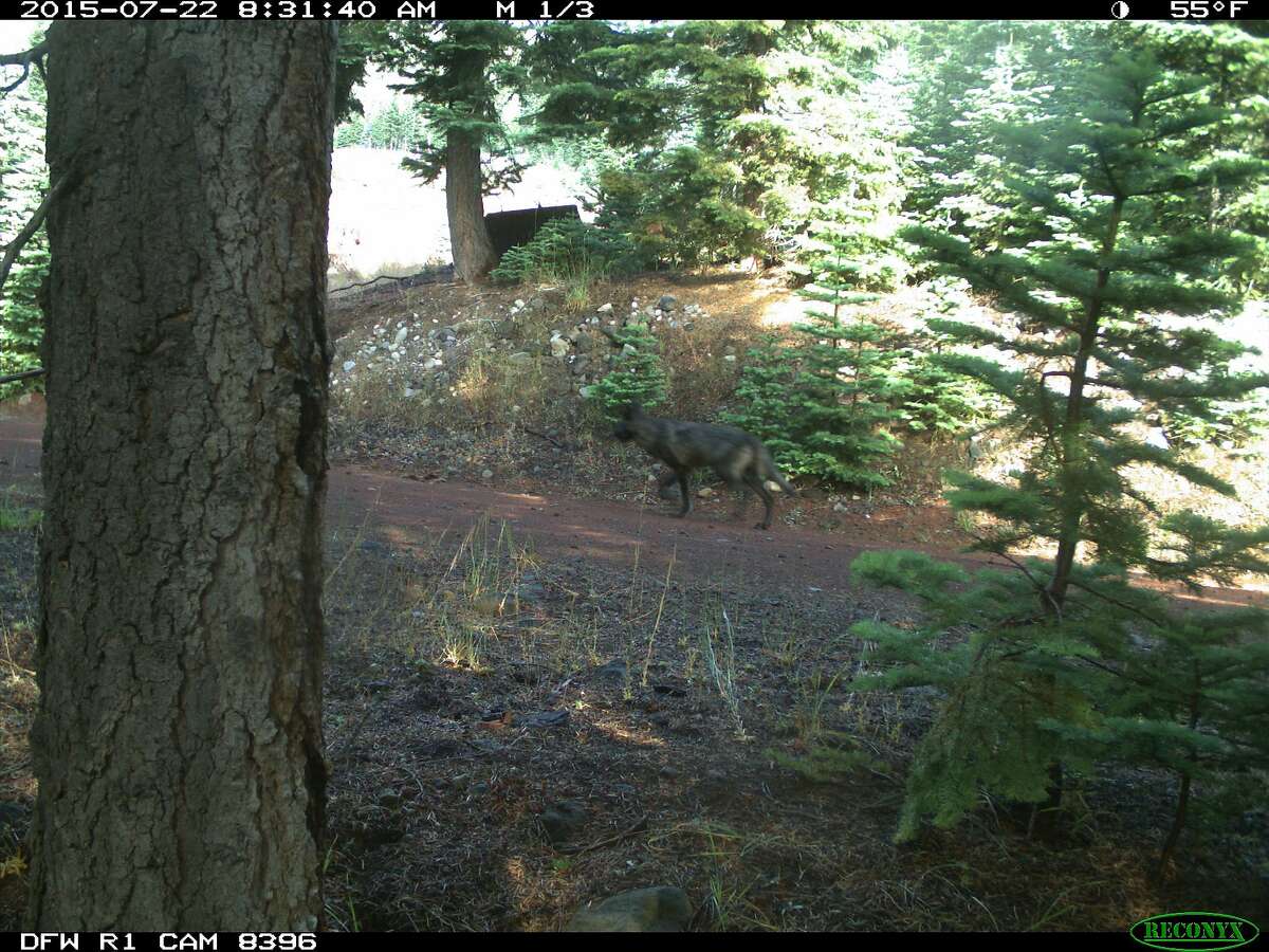 Remote trail cameras have captured images of what California Department of Fish and Wildlife officials believe to be a gray wolf in Siskiyou County.