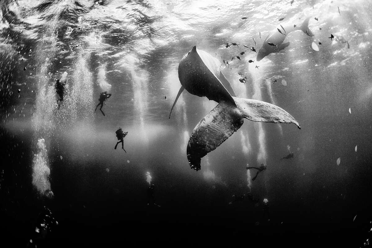 Diving with a humpback whale and her new born calf while they cruise around Roca Partida Island, in Revillagigedo, Mexico. See more: 2015 National Geographic Traveler Photo Contest