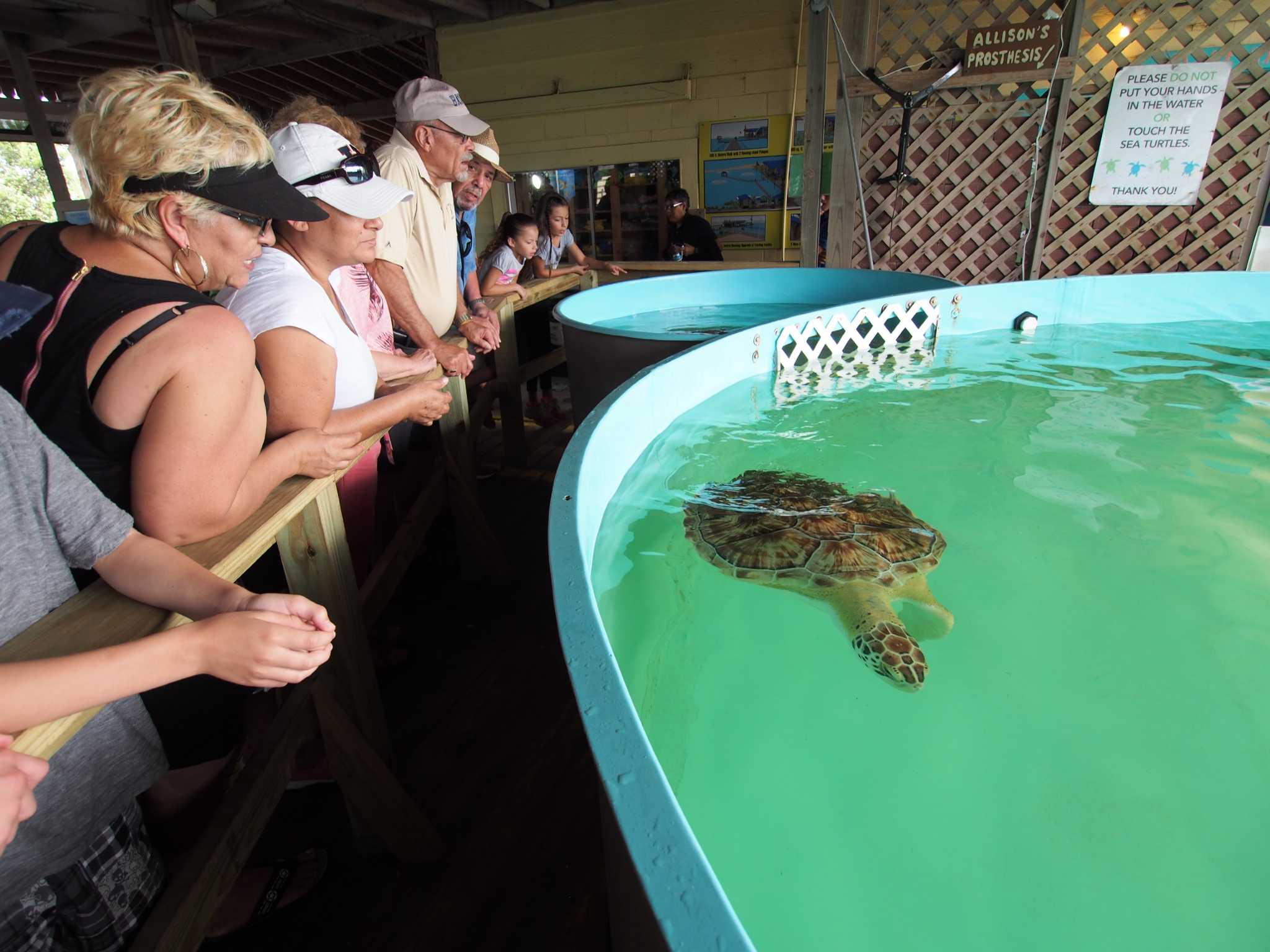 Learn about turtles, birds and fish on eco-trip to South Padre Island