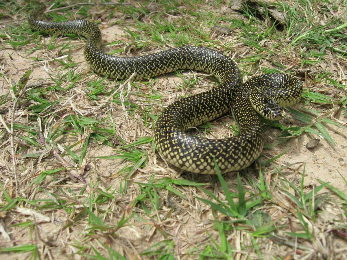 Early spring means more active snakes in central Texas