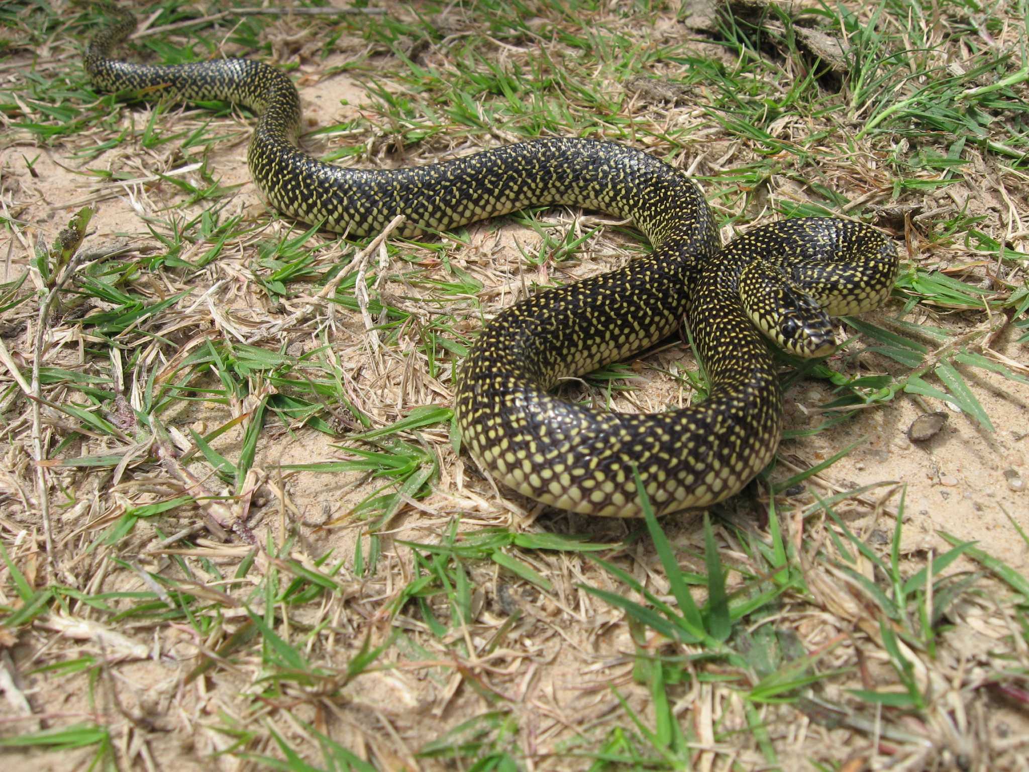 Snakes R Us: Arlington police don't play around with ball python found near  toy store