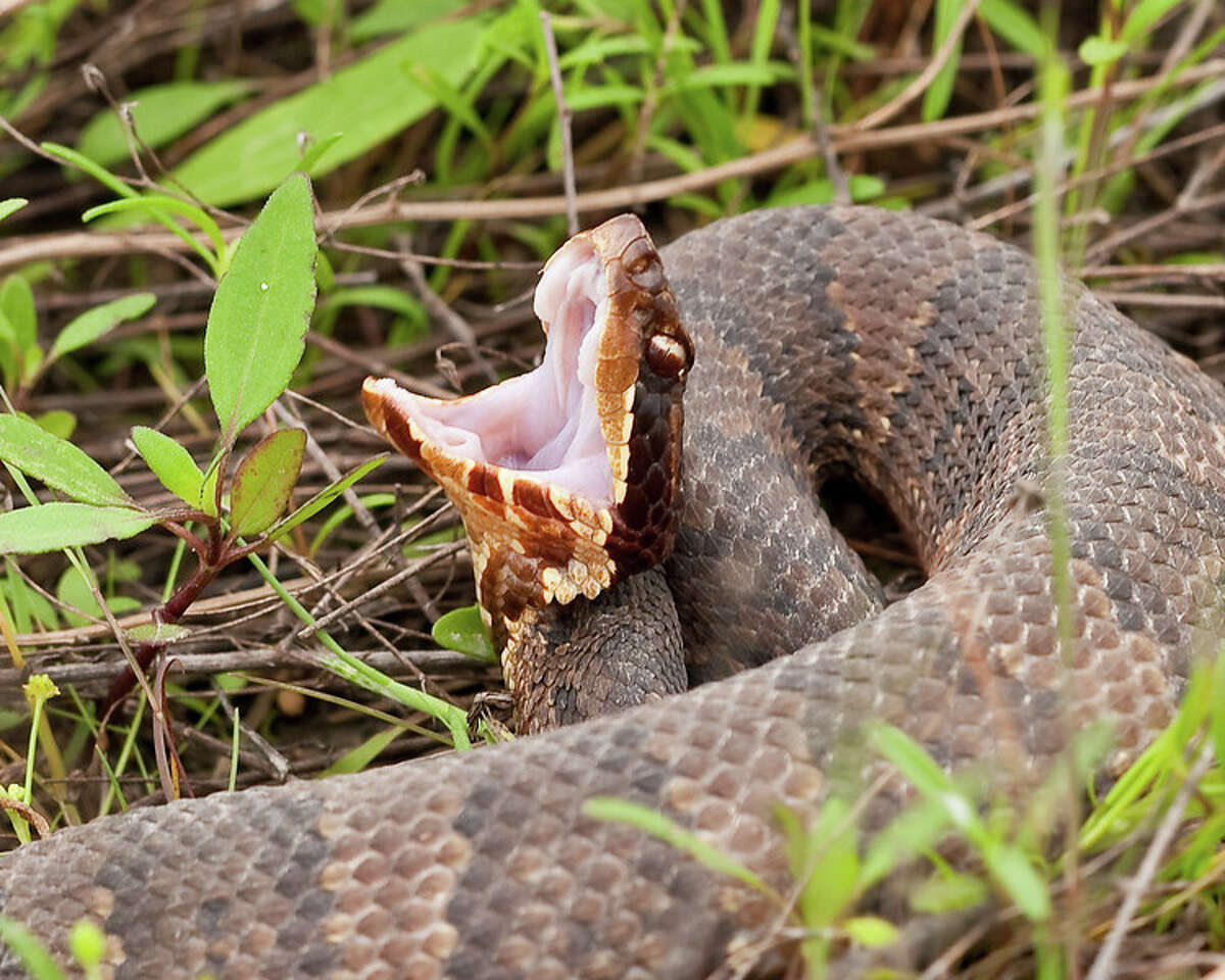 2. Cottonmouth These snakes typically stay near the water, according to the TPWD, and can even bite underwater (try not to think about that too much the next time you are swimming). They are usually found in East and Central Texas, as well as near the Gulf Coast.