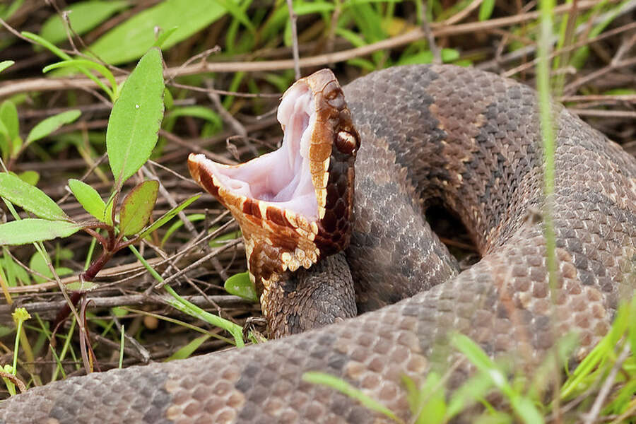 Snakes Are Slithering In Houston Thanks To Warmer Temps