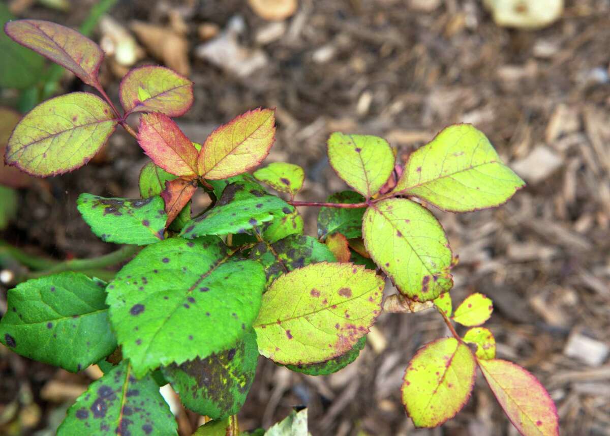 Rose diseases show tell-tale characteristics