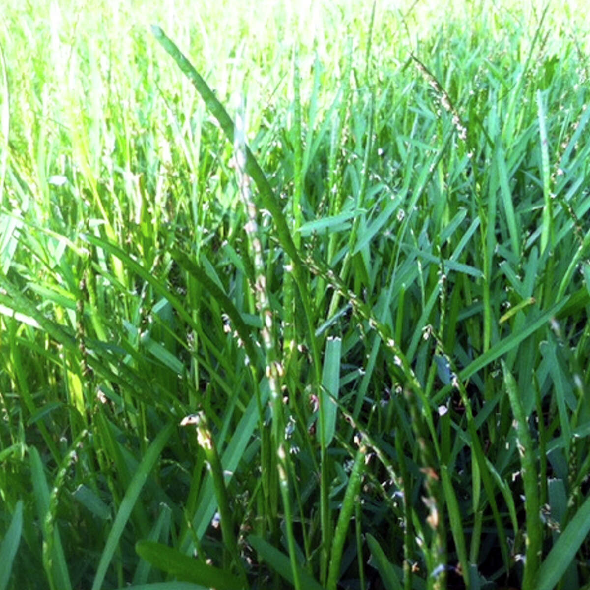 Rose diseases show telltale characteristics