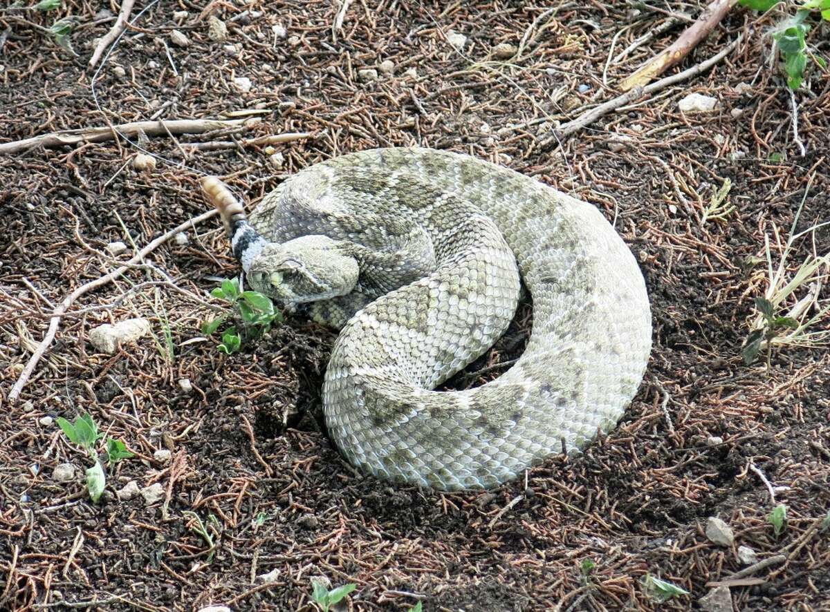 Close encounters of the reptile kind, such as with this rattlesnake, are common in South Texas. 