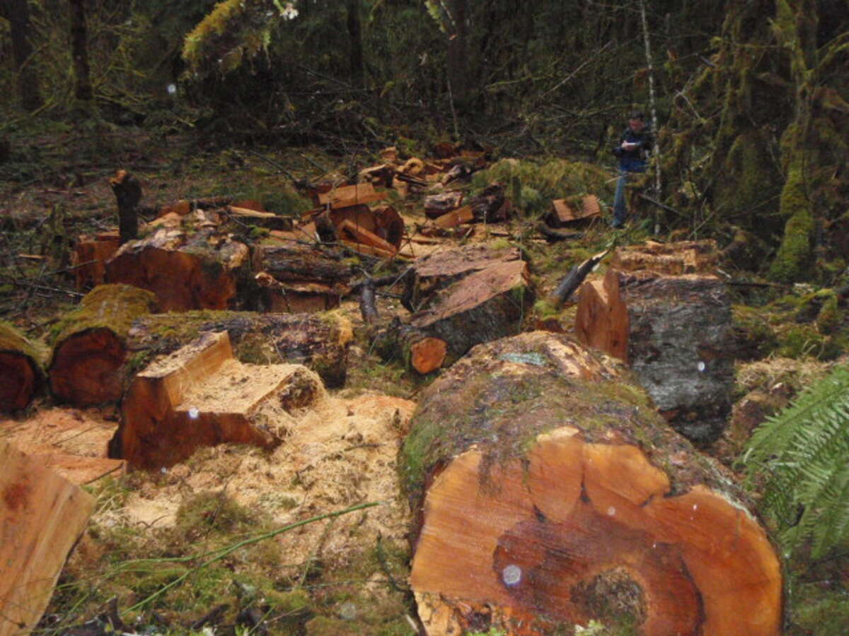 Illegally harvested maple trees, pictured in a Justice Department photo.