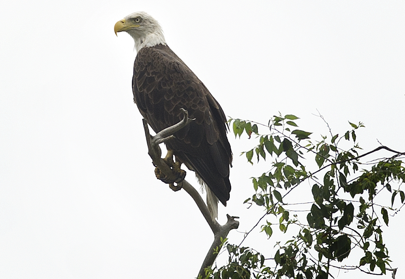 Where to See Bald Eagles in Connecticut