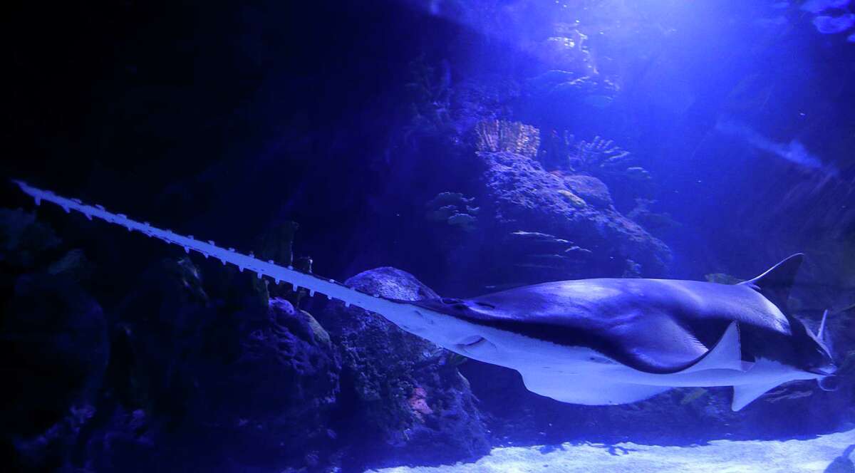 Shark Weekend at the Downtown Aquarium