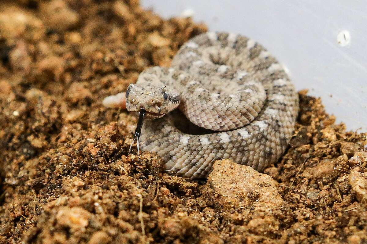 Look out for rattlers 'Bumper crop' of snakes expected in Bay Area