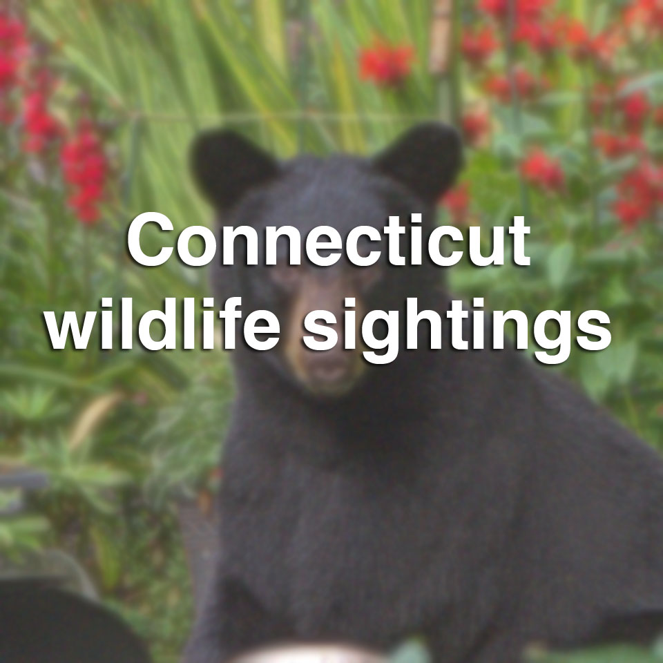 More whales spotted in Long Island Sound