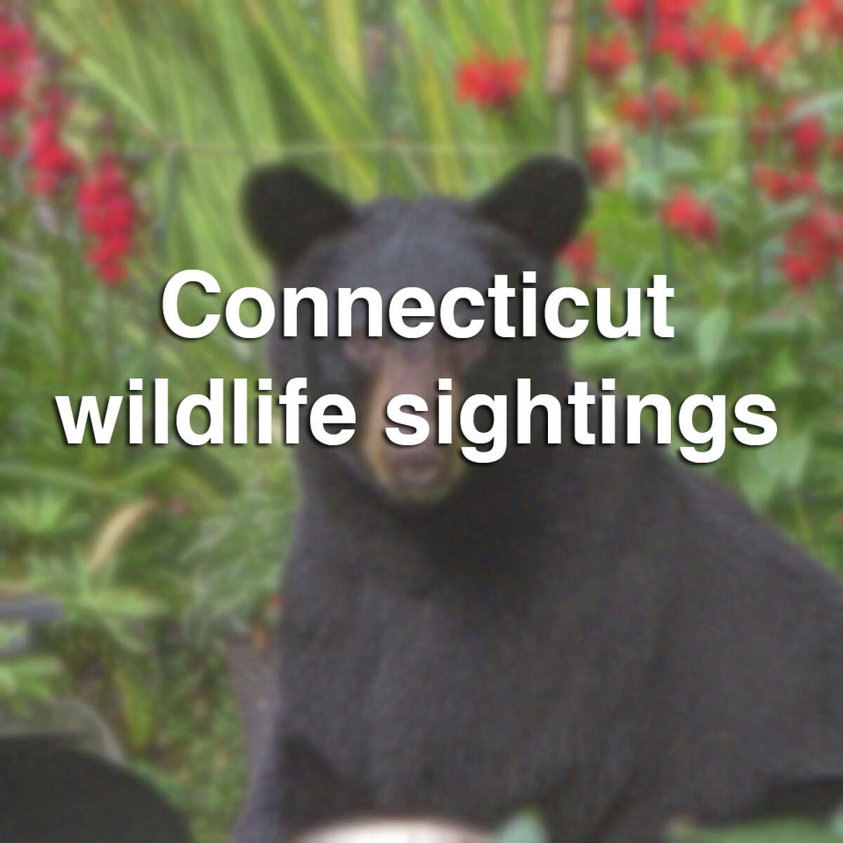 Possible mountain lion sightings reported in Woodbridge