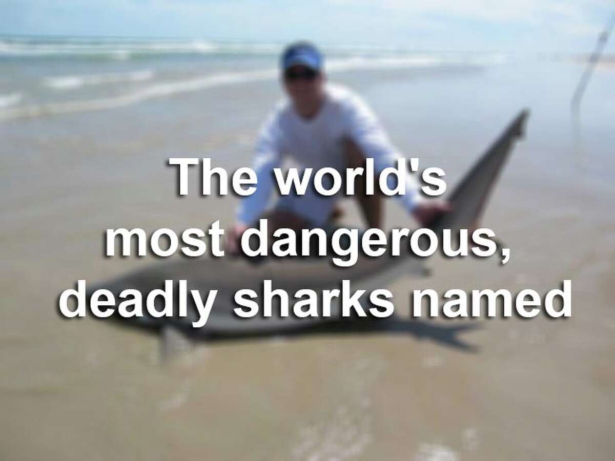 Discovery News has named the three deadliest sharks that are roaming Earth's waters. Check them out, along with other sharks that have taken various chunks of human flesh.
