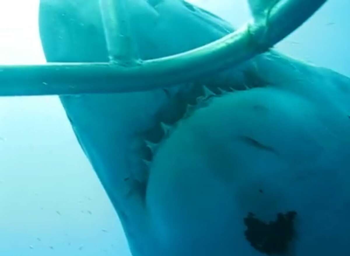 Researcher Mauricio Hoyos Padilla has released new footage captured in 2013 of the gigantic great white shark "Deep Blue," thought to be the largest great white shark ever filmed. "Deep Blue," seen off the coast of Mexico's Guadalupe Island in the Pacific Ocean, is approximately 20 feet long and 50 years old.