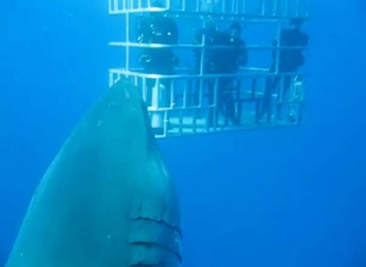 New video released of 'biggest shark ever filmed'