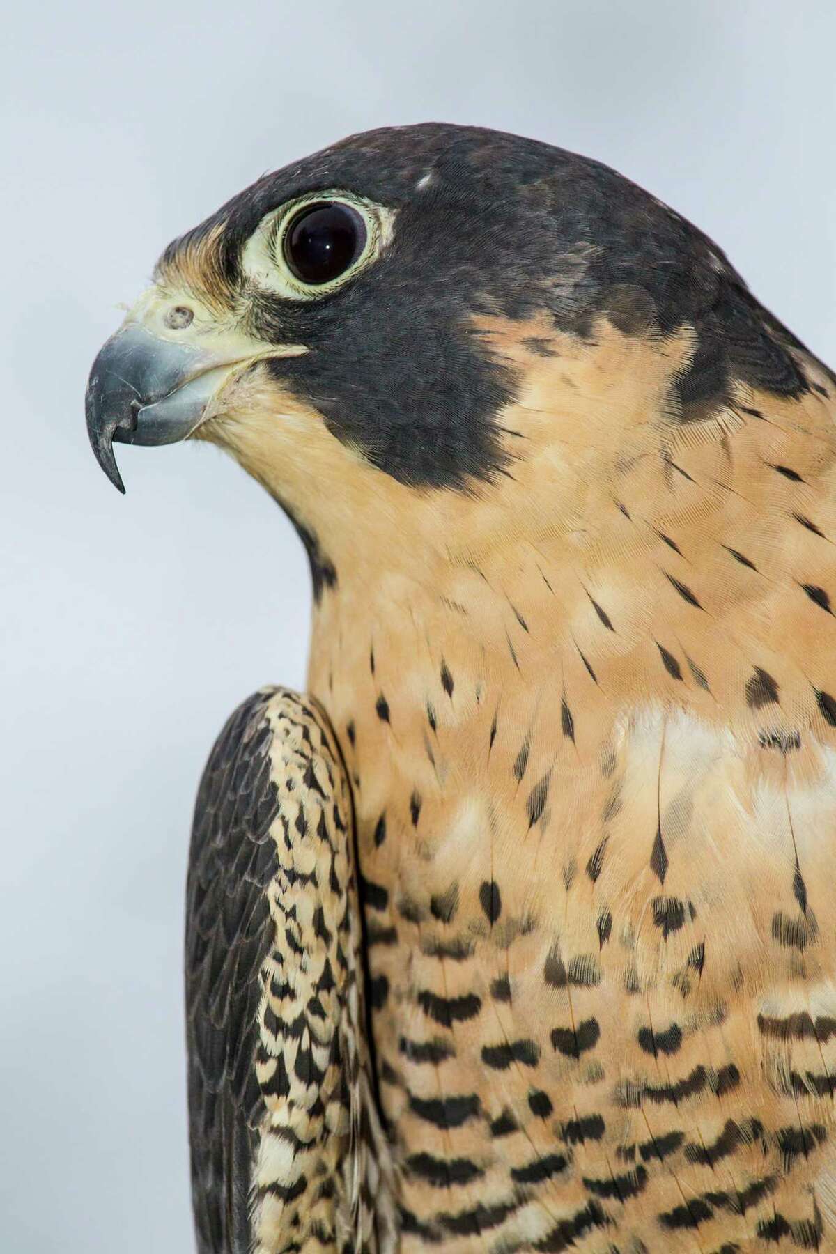 Texas coast is great place to see migrating peregrine falcons
