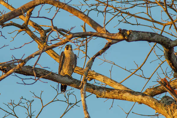 Texas Coast Is Great Place To See Migrating Peregrine