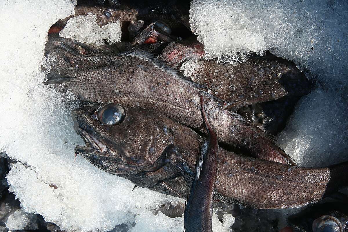 Ugly Fish A Prized Catch For Bay Area School Cafeterias