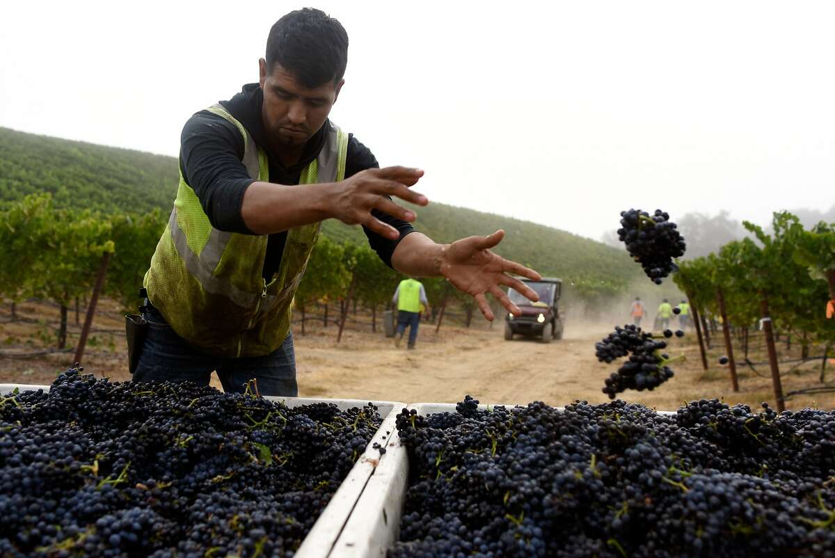 Alejandro Meza redistributes bunches of grapes between bins during an early pinot noir grape harvest at Bucher Vineyard in Healdsburg, California, on August 14, 2015.