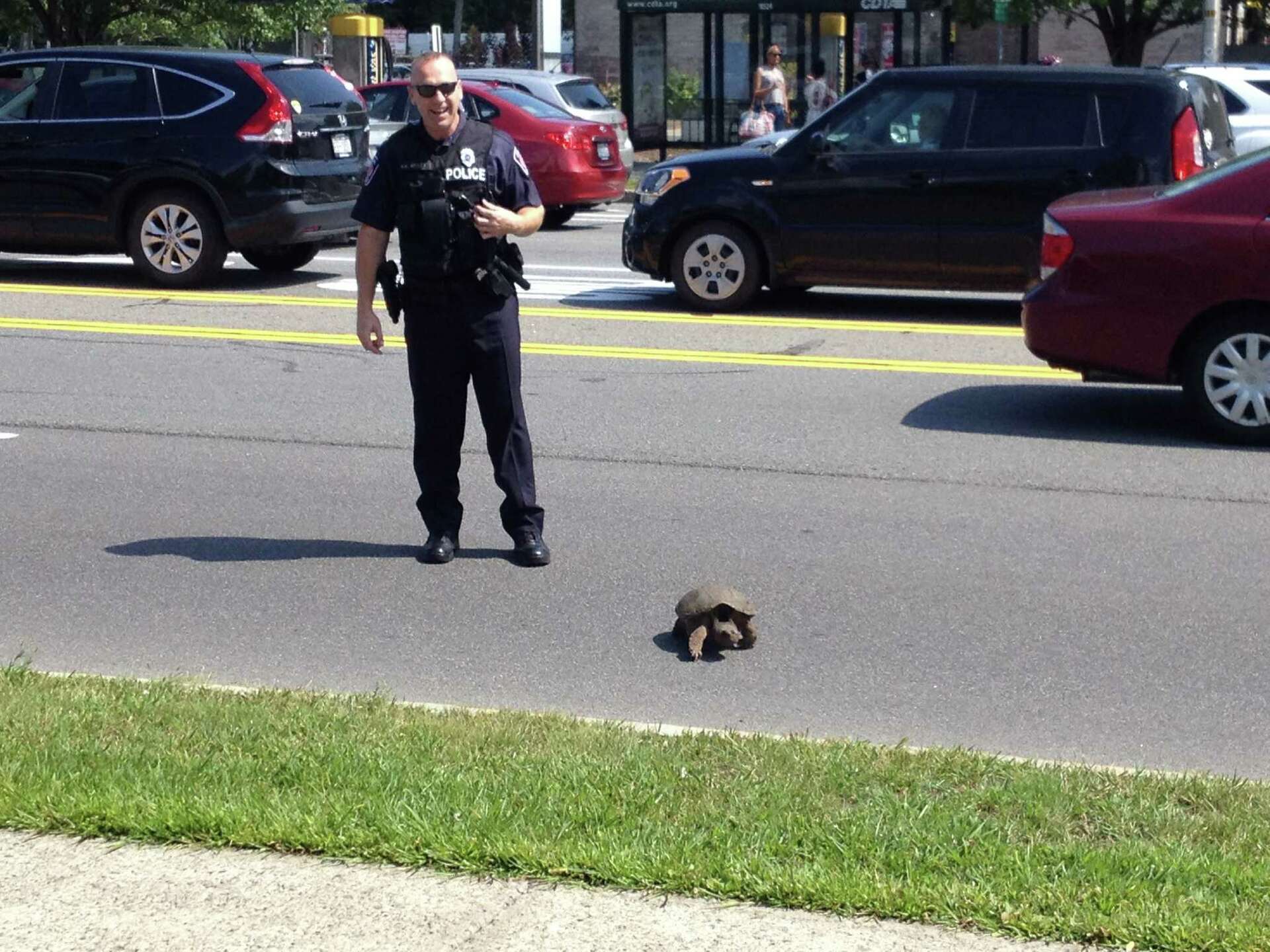 Turtle Cop All in a day's work: Colonie cop escorts turtle