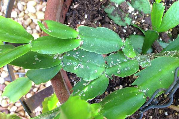 Scale Insects Attack Christmas Cactus In Summer Expressnews Com