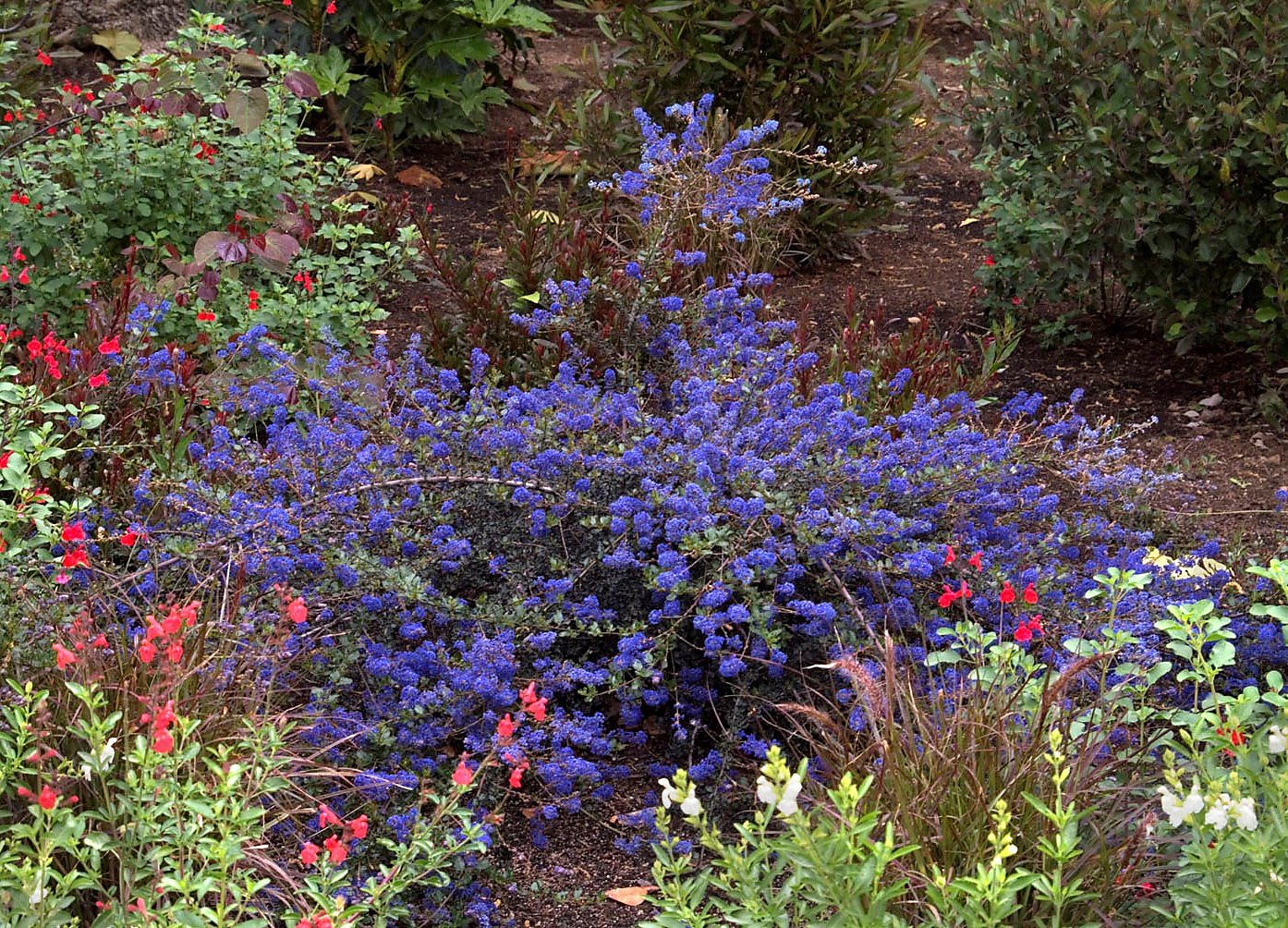 Ceanothus Shrub