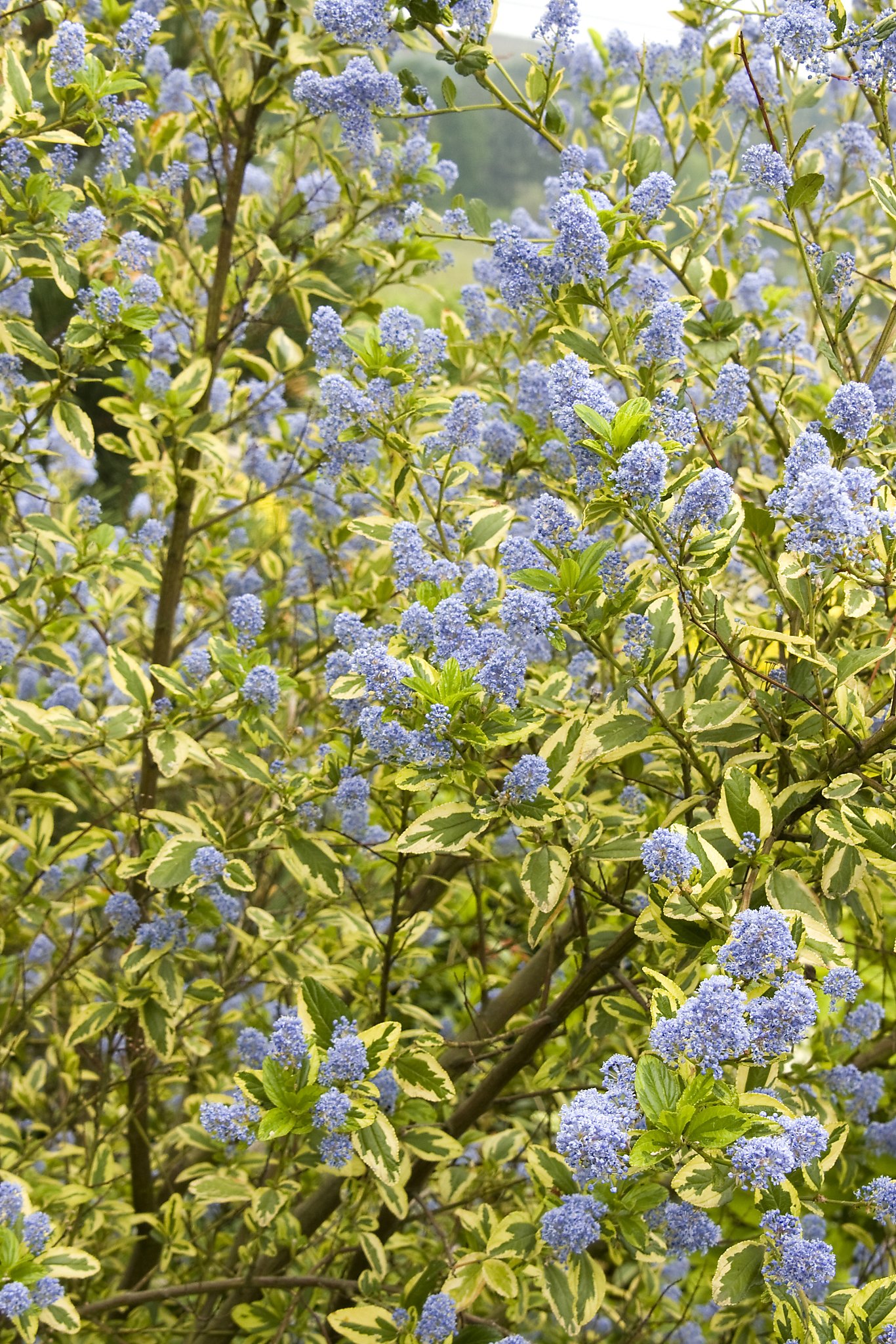 Ceanothus Showy Versatile Natives Sfchronicle Com