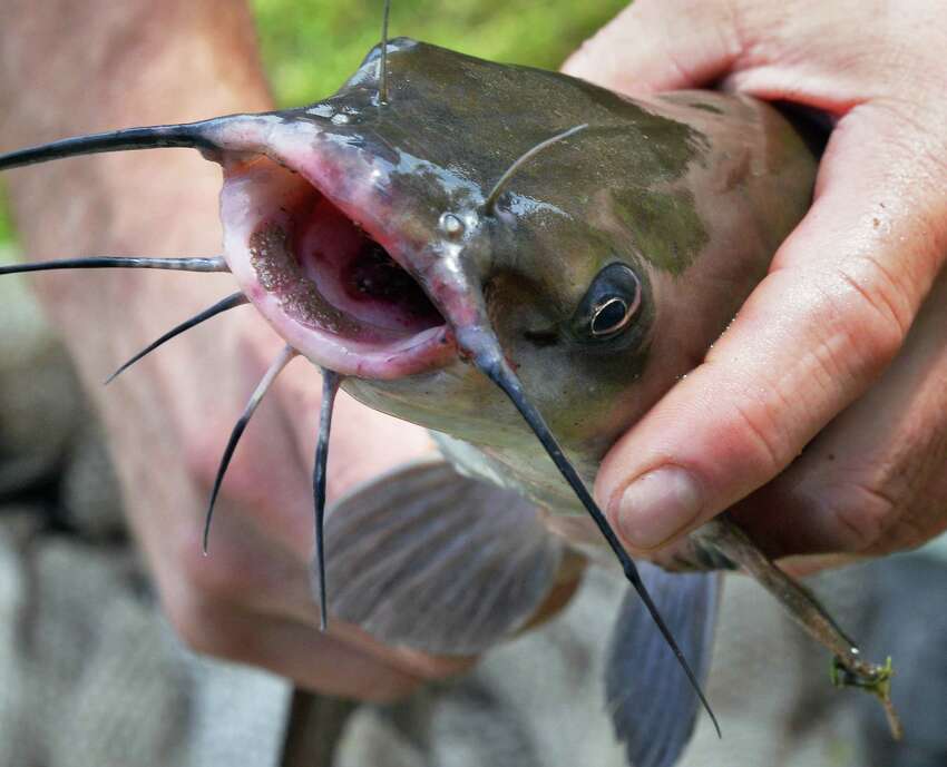 photos-great-hudson-river-estuary-fish-count