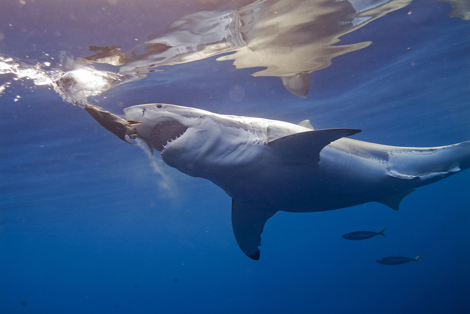 ‘Feeding Time’ special event returns to aquarium - Connecticut Post