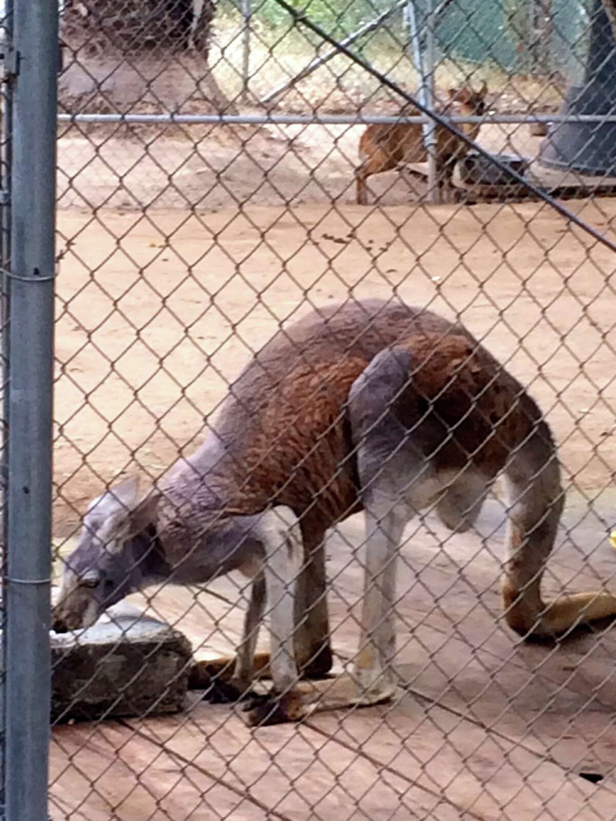 Monterey Zoo A growing haven for retired animals