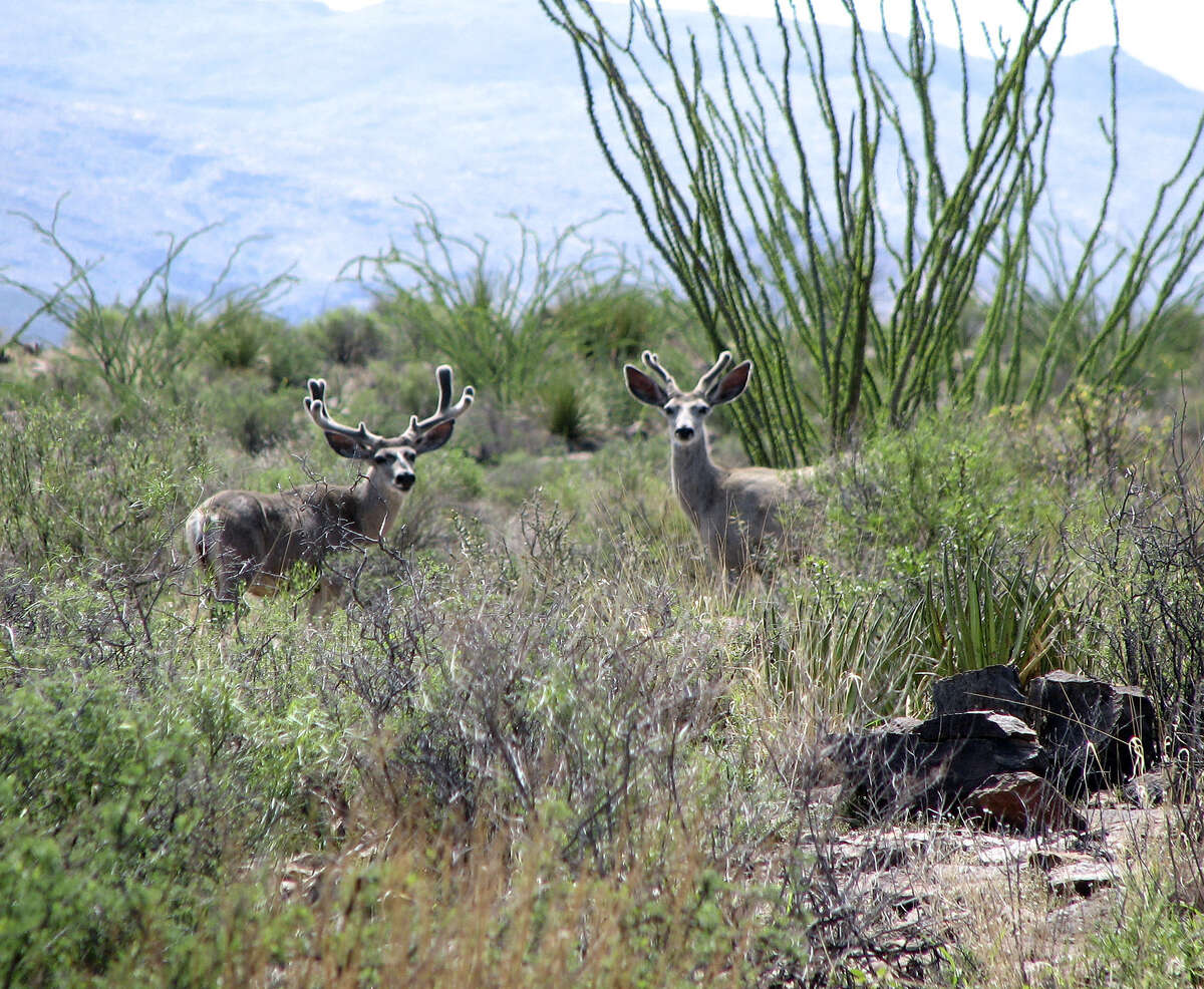 Mule deer are one of dozens of species of wildlife found in Chinati Mountains State Natural Area, a rugged and wild 40,000-acre chunk of Trans-Pecos mountains that may, after almost 20 years, be opened to public access.