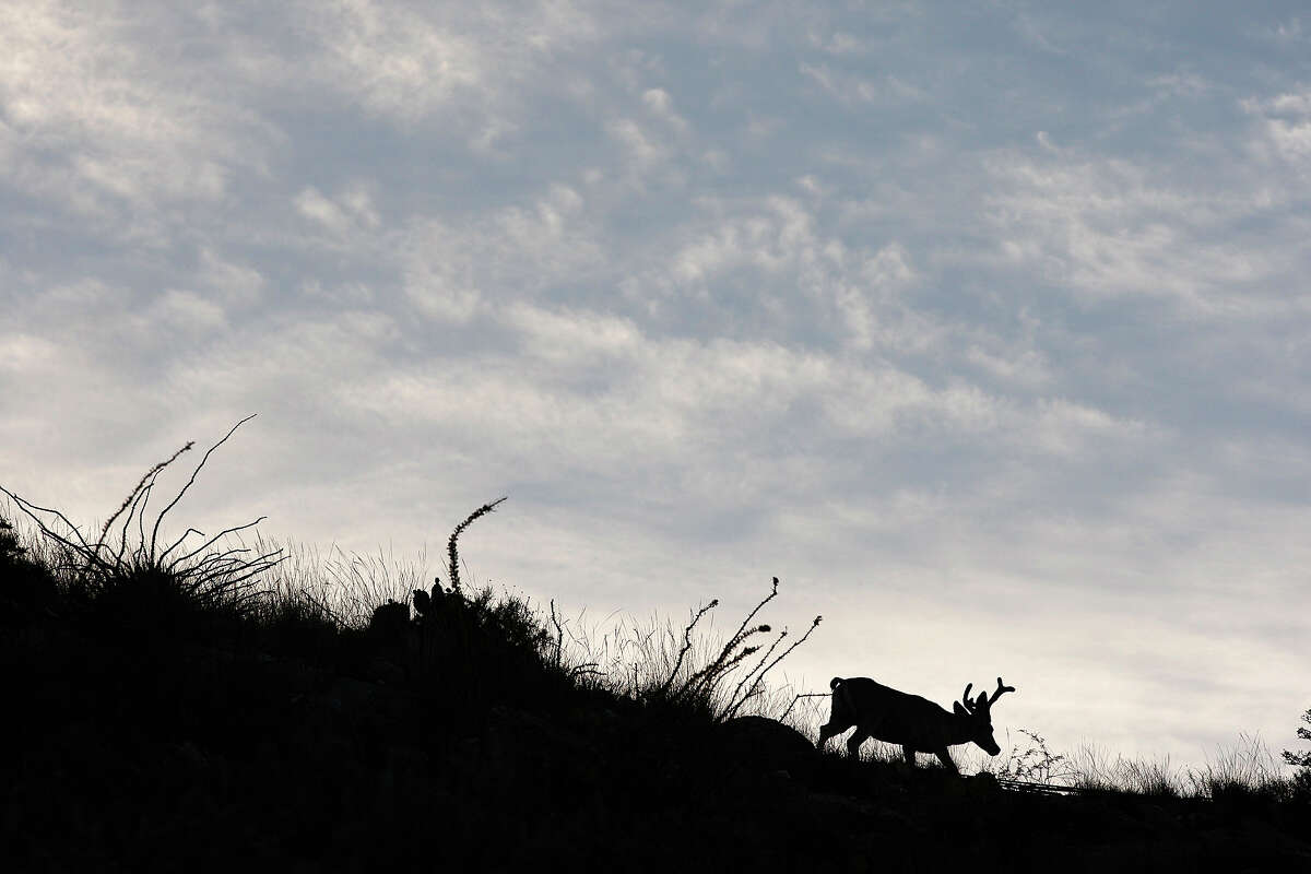 A mule deer in velvet makes its way on the ridge of one of the hills surrounding the Sanderson High School football field.