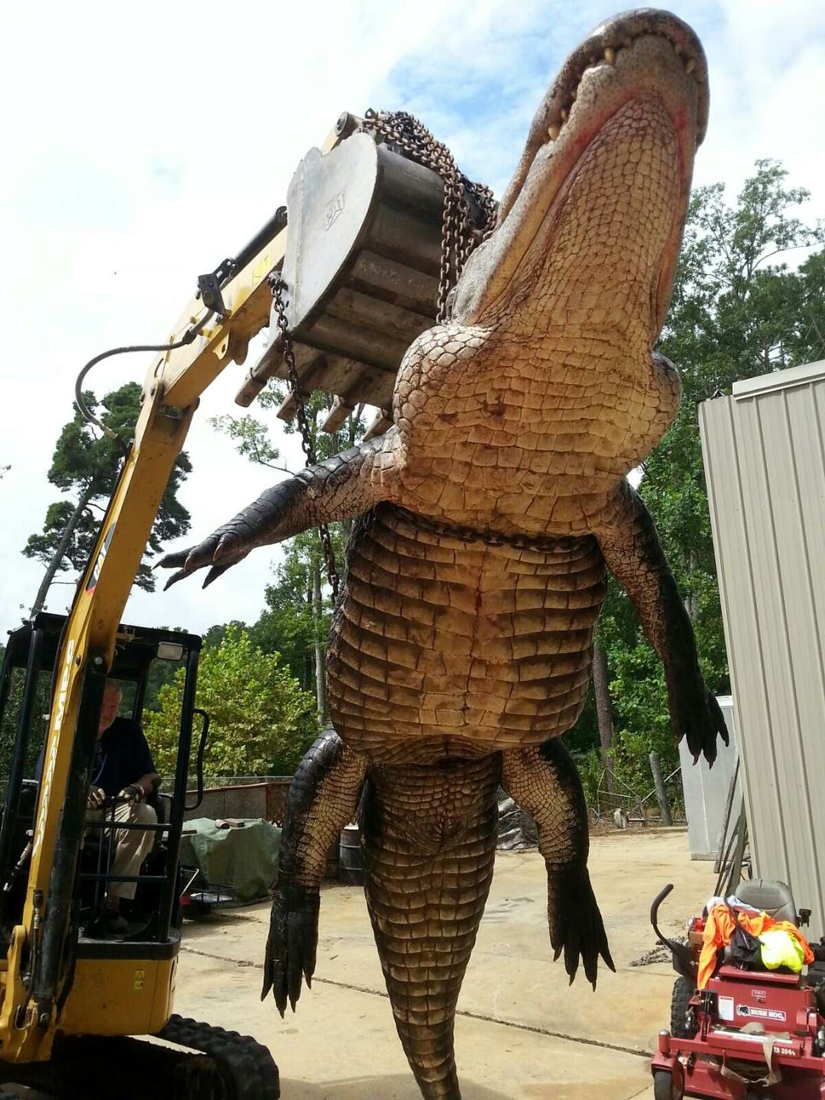 920-pound alligator takes six hunters to wrestle ashore