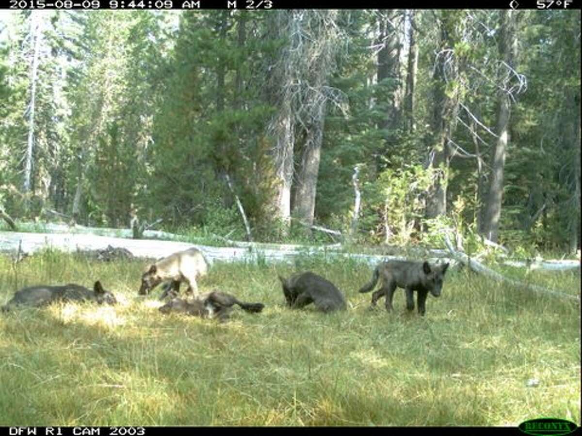 California Department of Fish and Wildlife released photo from motion-activated trail cameras of five wolfpups with a group of adults, providing more evidence that the endangered species was returning to the state.
