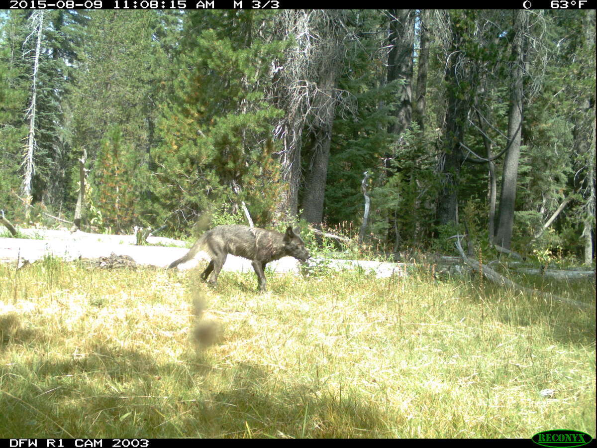 California Department of Fish and Wildlife released photo from motion-activated trail cameras of five wolfpups with a group of adults, providing more evidence that the endangered species was returning to the state.