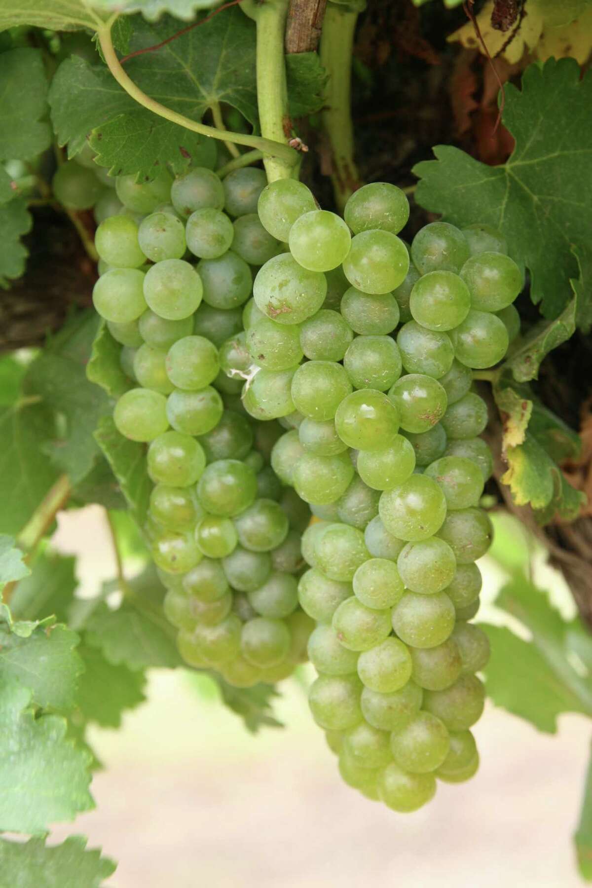 Viognier grapes from Brennan Vineyards.