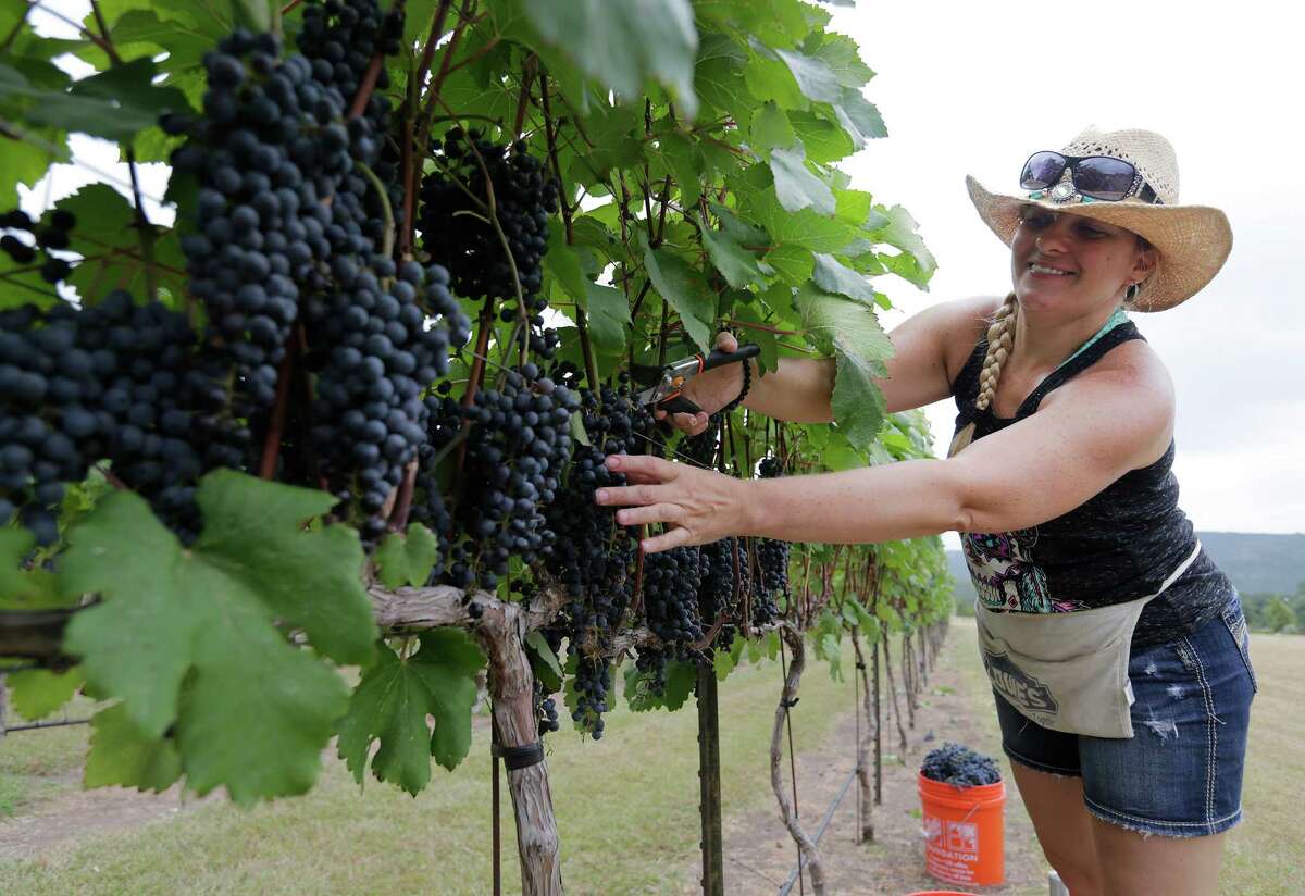 Rebecca Green of Tarkington Prairie, Texas, clips grapes of a vine at Lost Maples Winery at Polvadeau Vineyards in Vanderpool, Texas on Saturday, Aug. 8, 2015. The winery harvested their largest crop of lenoir grapes since the operation started in 2006. With a bevy of volunteers, owners Tom and Glenda Slaughter saw around 13 tons of grapes picked off the vines on land surrounded by hilltops and the Sabinal River. The winery produces five varieties of red wines and two white wines. Lost Maples Winery is the first commercial vineyard in Bandera County.