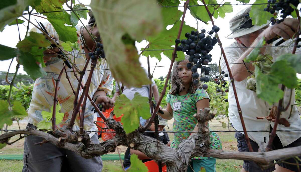 Even children like Sydney Sorola take part in harvesting grapes at Lost Maples Winery at Polvadeau Vineyards in Vanderpool, Texas, on Saturday, Aug. 8, 2015. The winery harvested their largest crop of Black Spanish/Lenior grapes since the operation started in 2006. With a bevy of volunteers, owners Tom and Glenda Slaughter saw around 13 tons of grapes picked off the vines on land surrounded by hilltops and the Sabinal River. The winery produces five varieties of red wines and two white wines. Lost Maples Winery is the first commercial vineyard in Bandera County.