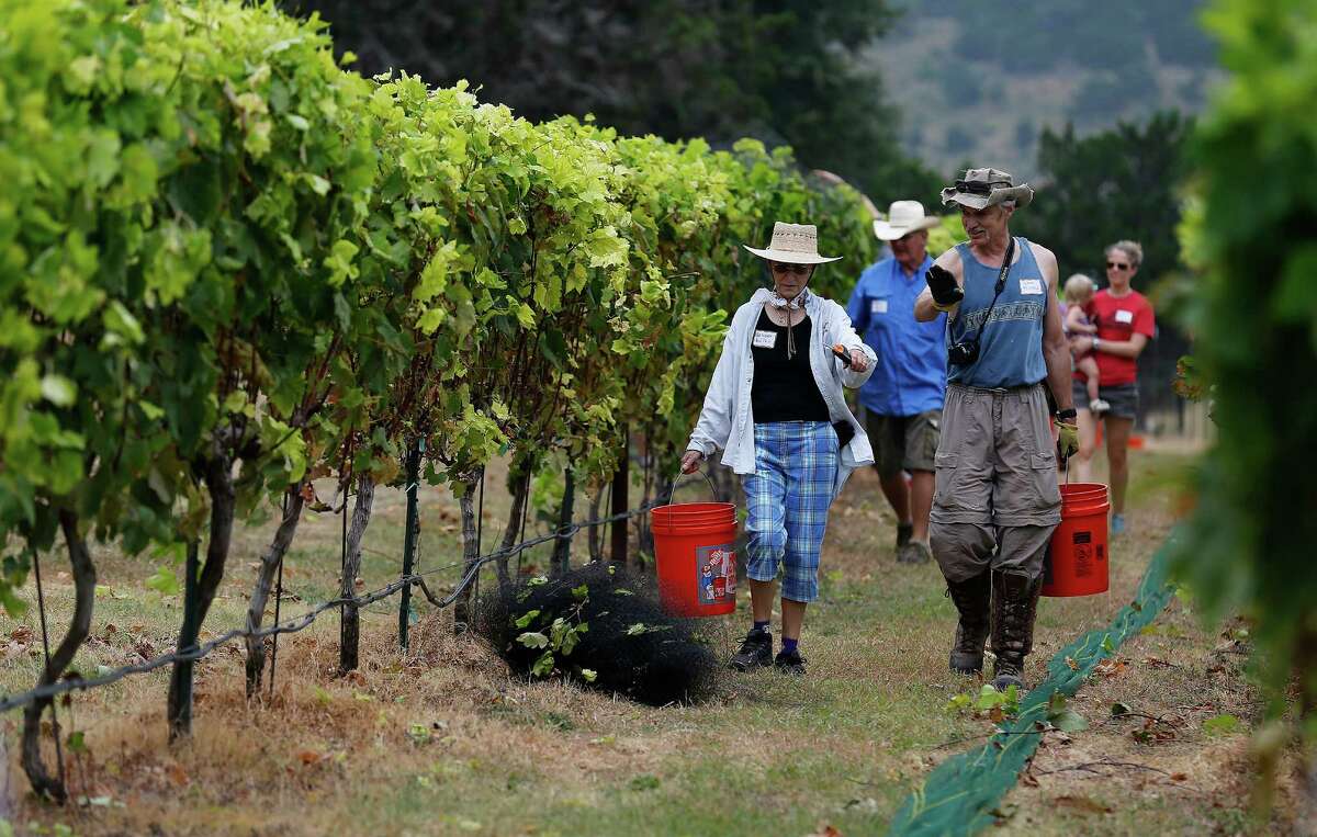 Texas pops the cork on its biggest wine grape vintage