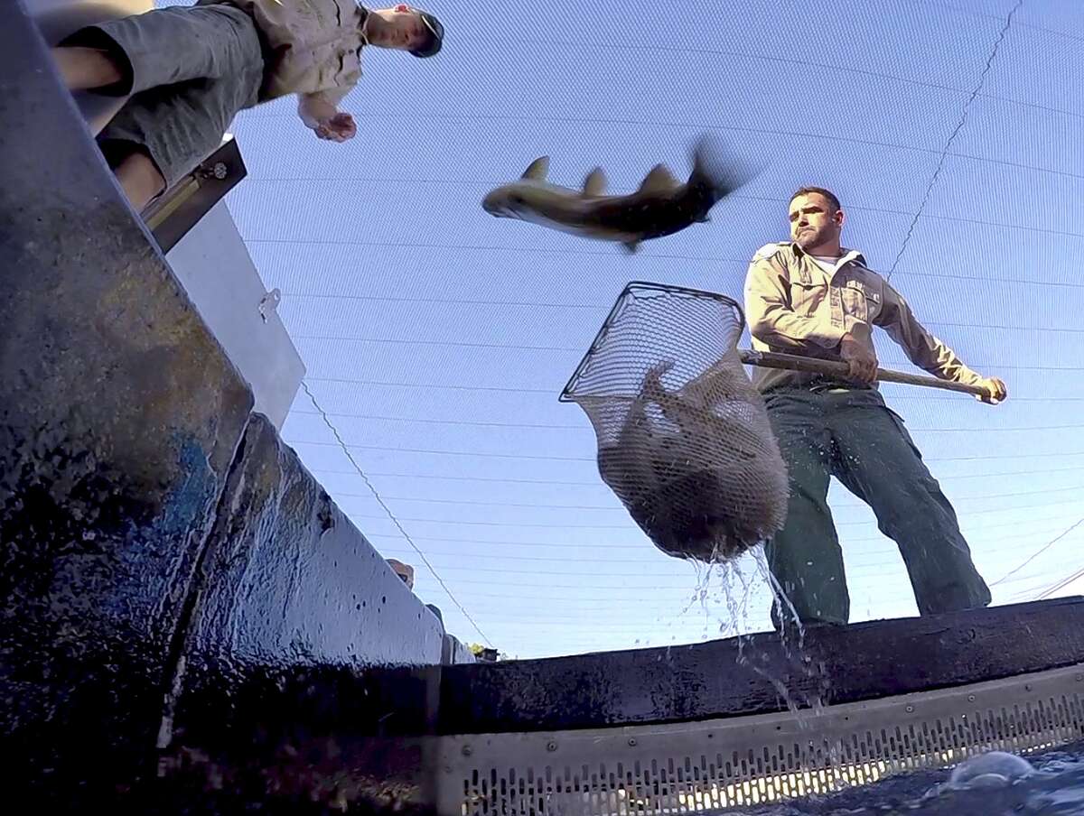 FILE - In this Aug. 12, 2015, file photo, Mike Marty, of the California Fish and Wildlife Department, hoists a net full of splashing rainbow trout as one jumps back into the holding tank, at the San Joaquin Hatchery near Fresno, Calif. A new study says dying wildlife, bigger wildfires and drying-up farm towns will be the biggest crises if Californiaâs four-year drought continues. A report released overnight Wednesday to Thursday, Aug. 20, by the Public Policy Institute of California non-profit think-tank sketches that picture of California in 2016, and 2017, if the stateâs driest four years on record stretches into a fifth, or sixth, year of drought. (John Walker/The Fresno Bee via AP) LOCAL PRINT OUT (VISALIA TIMES-DELTA, REEDY EXPONENT, KINGBURG RECORDER, SELMA ENTERPRISE, HANFORD SENTINEL, PORTERVILLE RECORDER, MADERA TRIBUNE, THE BUSINESS JOURNAL FRENSO); LOCAL TELEVISION OUT (KSEE24, KFSN30, KGE47, KMPH26); MANDATORY CREDIT
