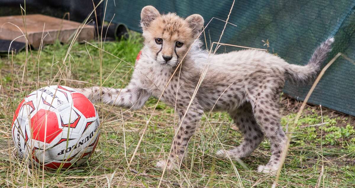 Siri the cheetah cub explores her environment at the Taronga Western Plains Zoo in Australia.