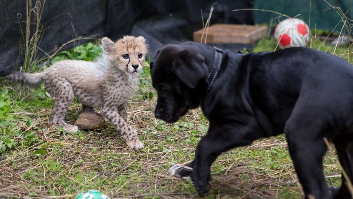 Abandoned cheetah cub gets new best friend in puppy