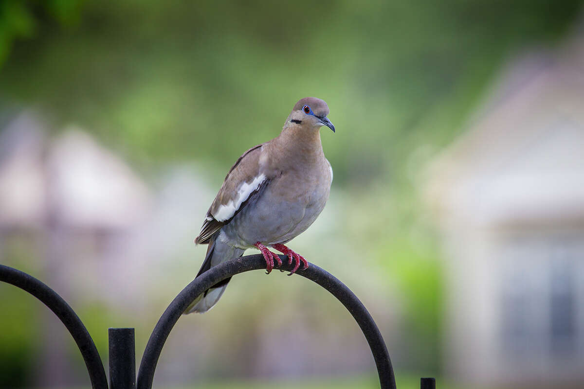 White-winged doves have moved northward and are crowding out other birds at backyard bird feeders. Photo Credit: Kathy Adams Clark. Restricted use.